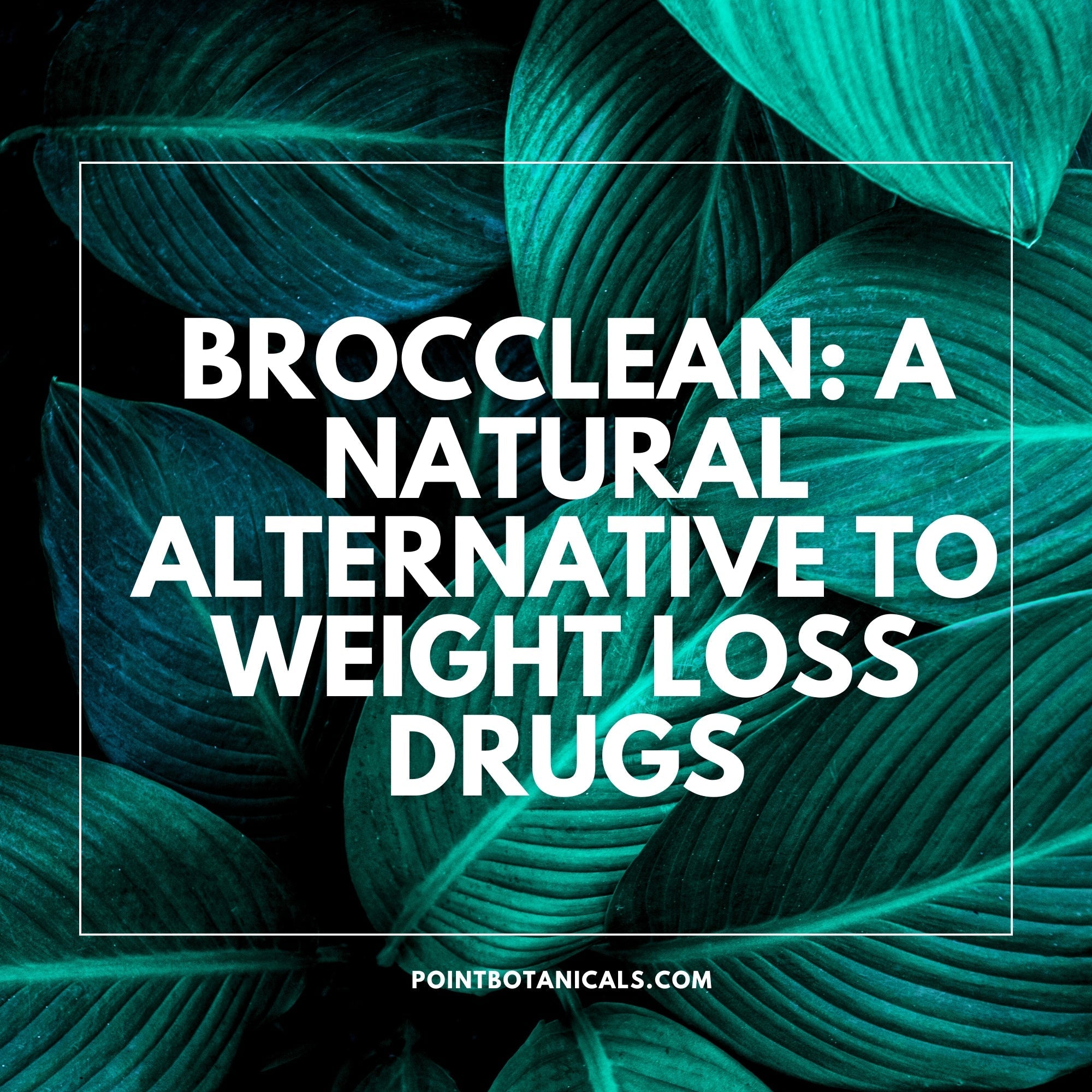 Brocclean: A Natural Alternative to Weight Loss Drugs - Point Botanicals