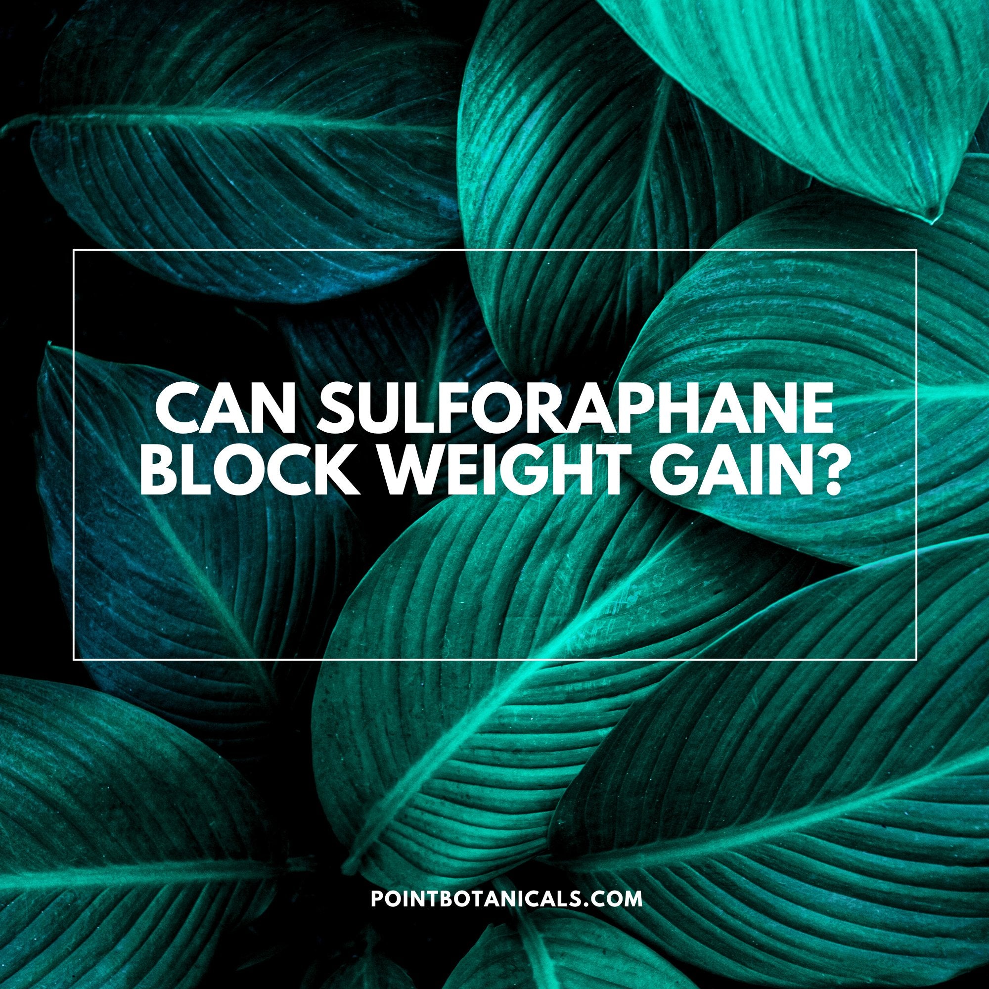 Can sulforaphane block weight gain? - Point Botanicals