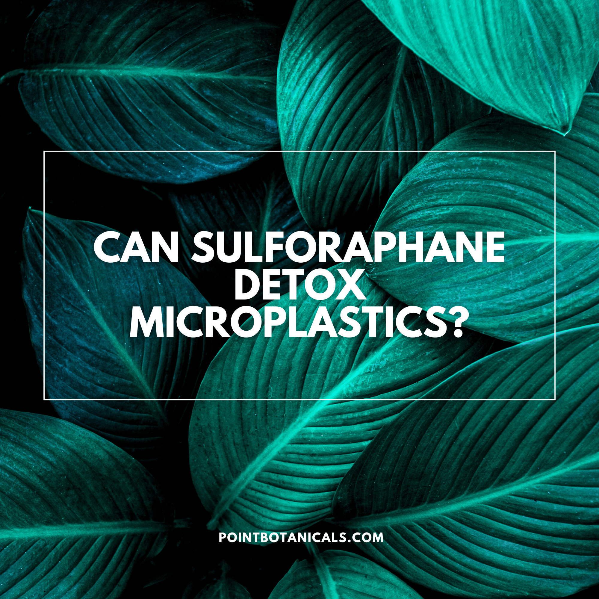 Can Sulforaphane detox microplastics? - Point Botanicals