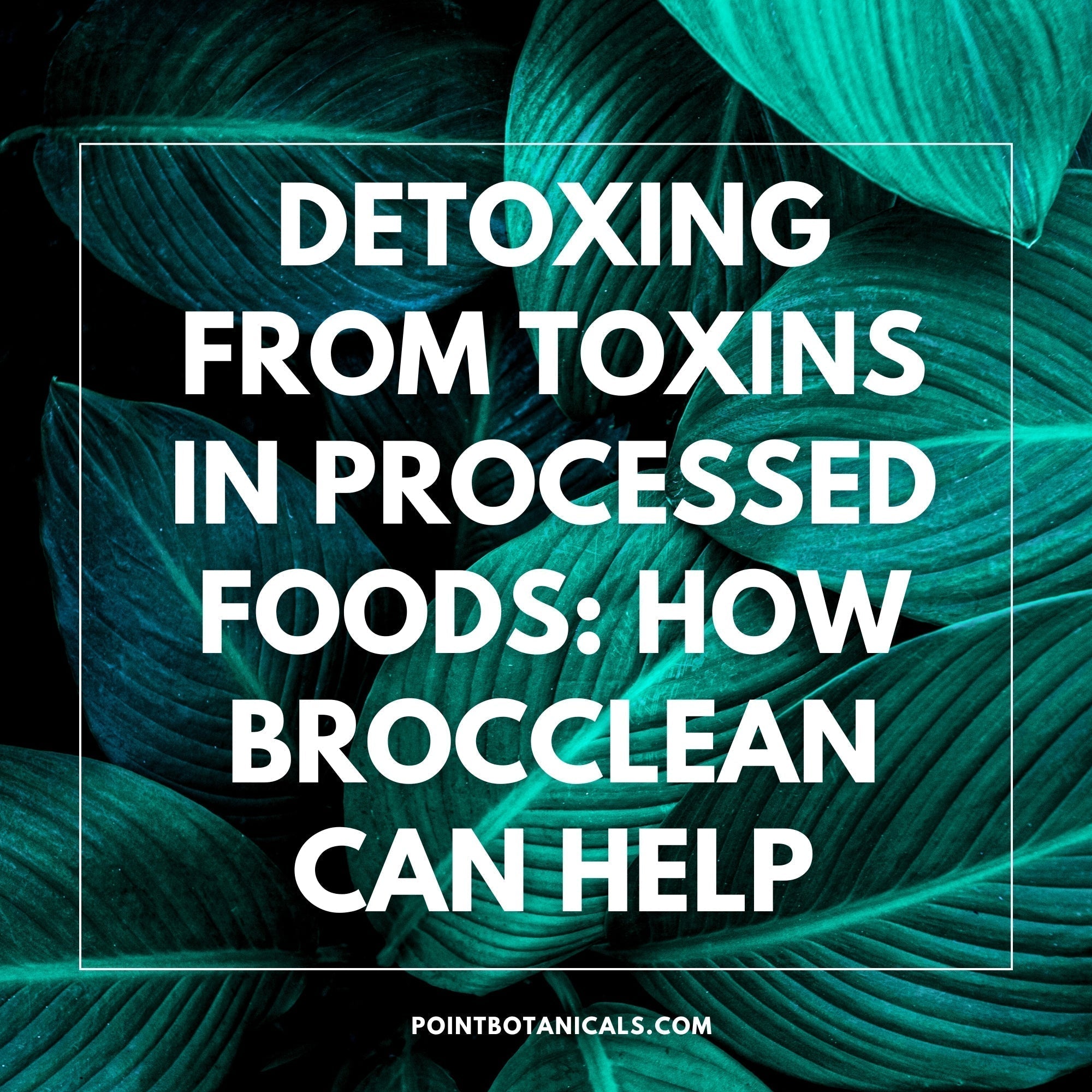 Detoxing from Toxins in Processed Foods: How Brocclean Can Help - Point Botanicals