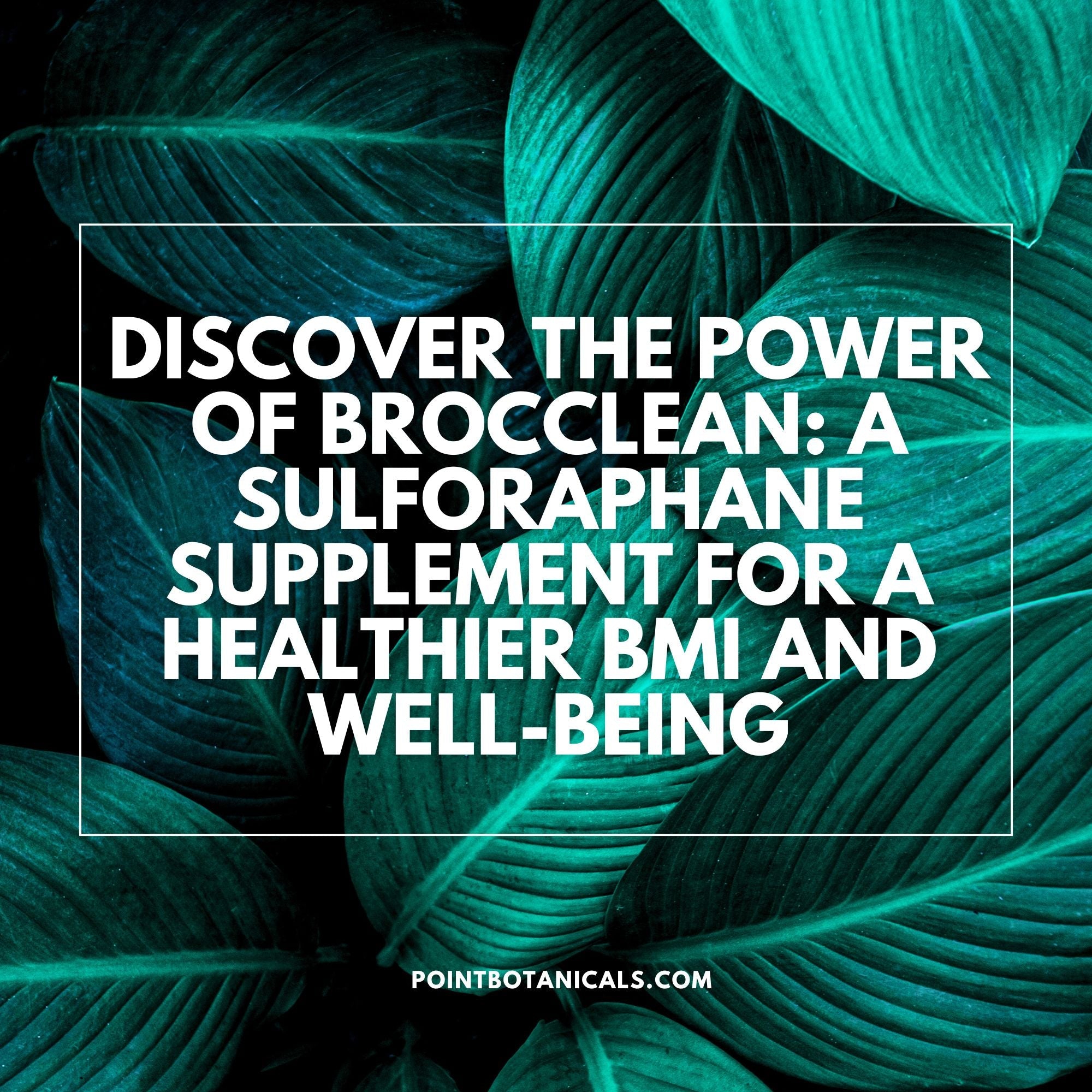 Discover the Power of Brocclean: A Sulforaphane Supplement for a Healthier BMI and Well-Being - Point Botanicals