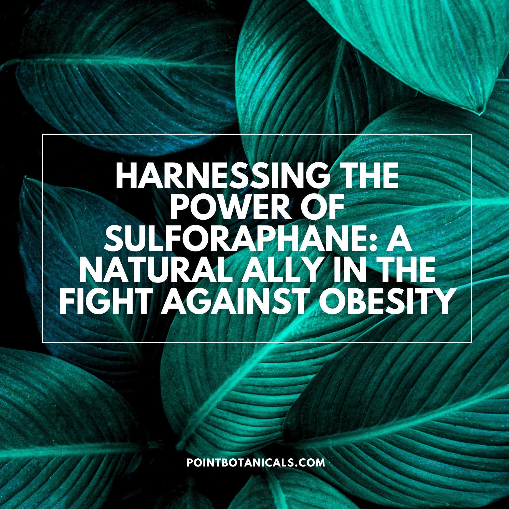 Harnessing the Power of Sulforaphane: A Natural Ally in the Fight Against Obesity - Point Botanicals