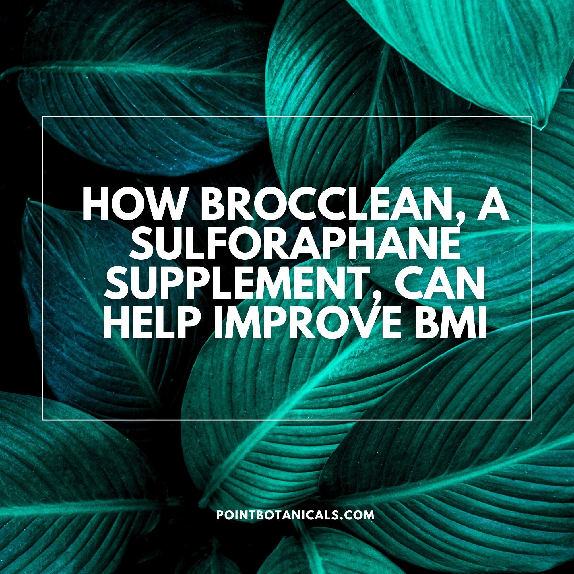 How Brocclean, a Sulforaphane Supplement, Can Help Improve BMI - Point Botanicals