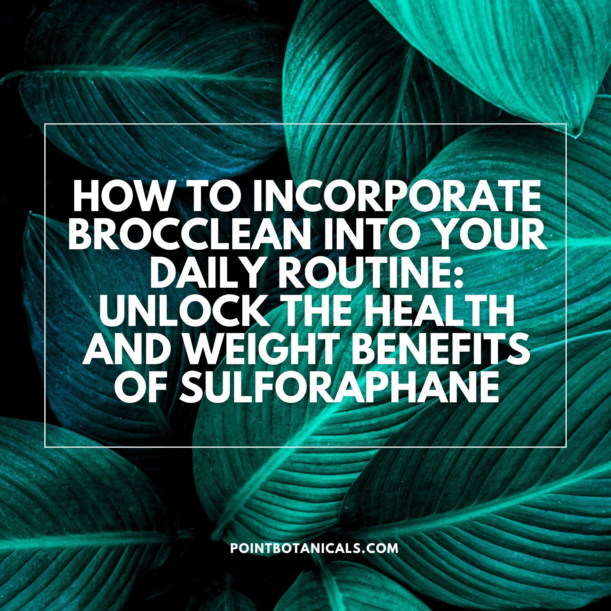 How to Incorporate Brocclean into Your Daily Routine: Unlock the Health and Weight Benefits of Sulforaphane - Point Botanicals