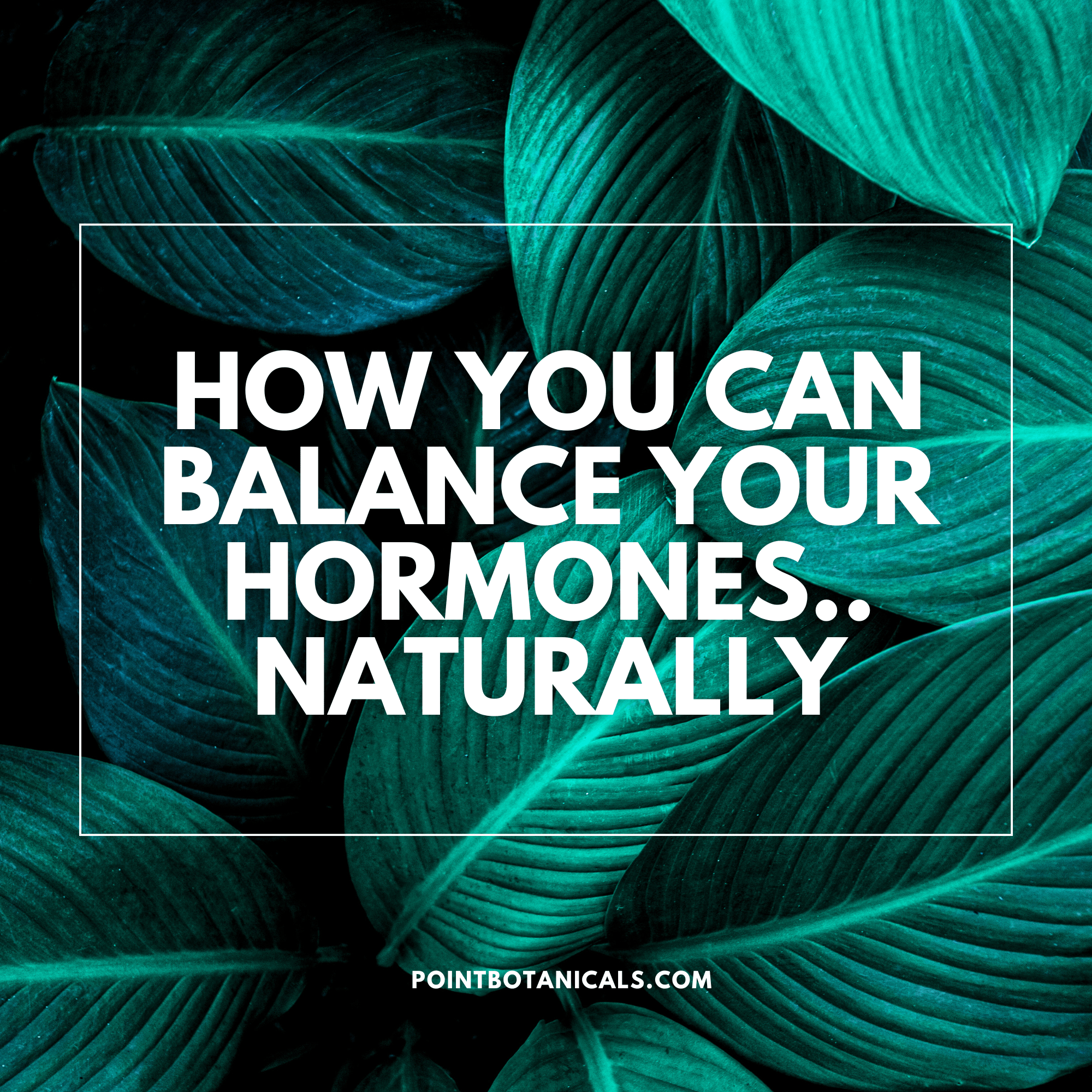 How You Can Balance Your Hormones.. Naturally - Point Botanicals