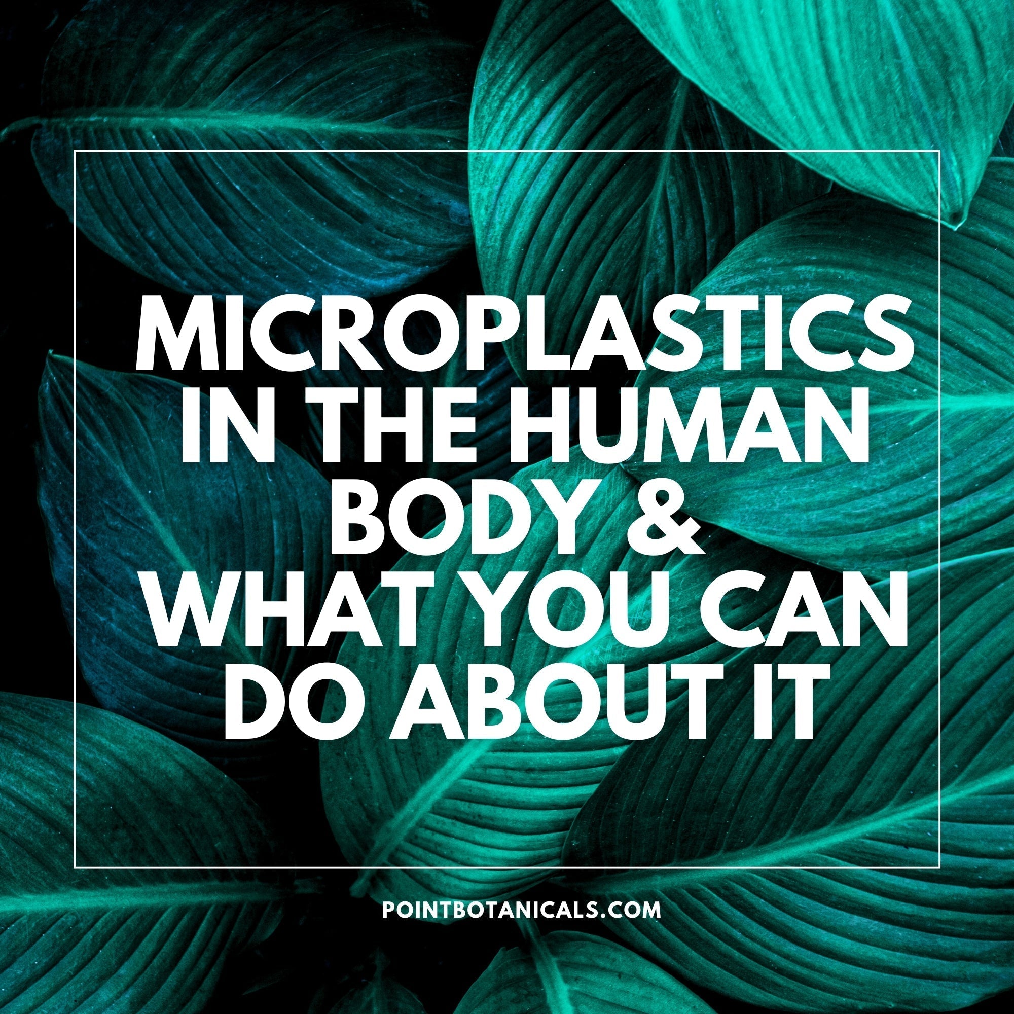 Microplastics in the Human Body & What you Can do About it - Point Botanicals