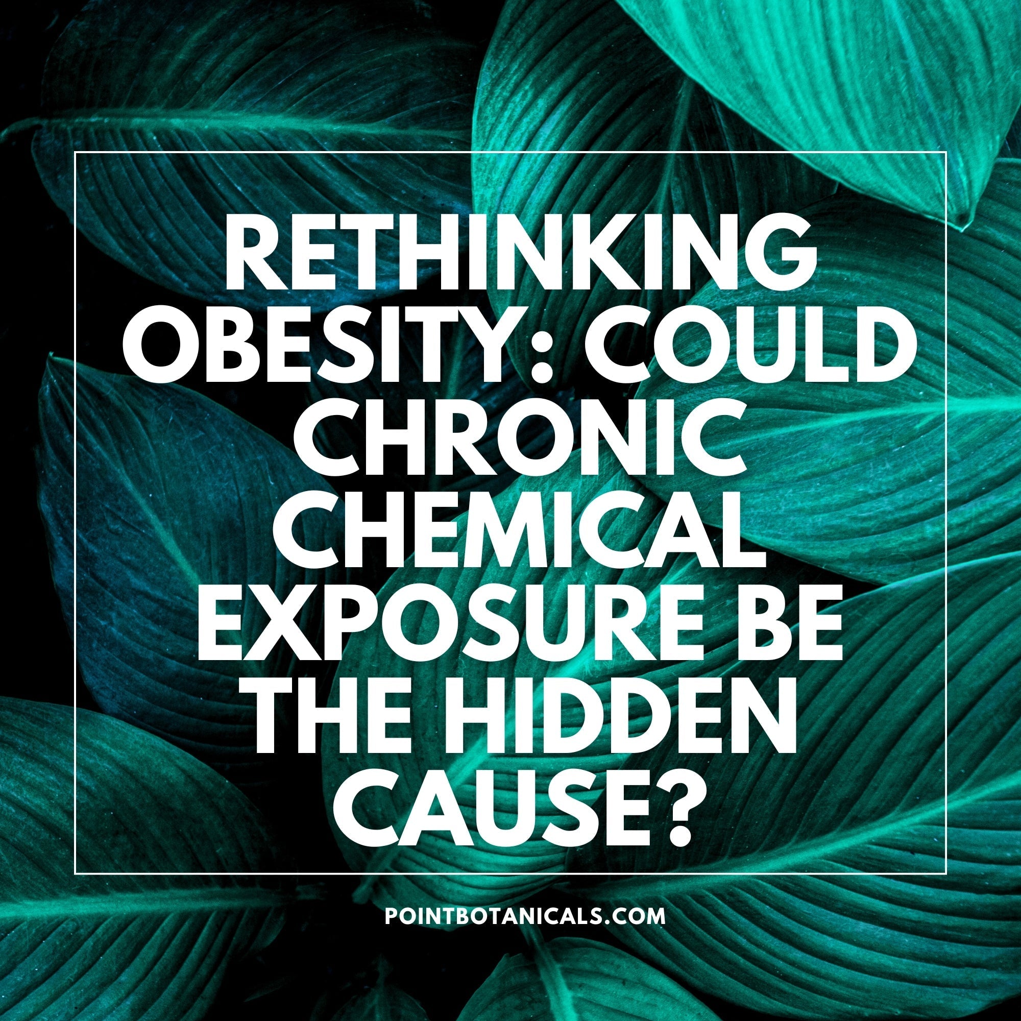 Rethinking Obesity: Could Chronic Chemical Exposure Be the Hidden Cause? - Point Botanicals