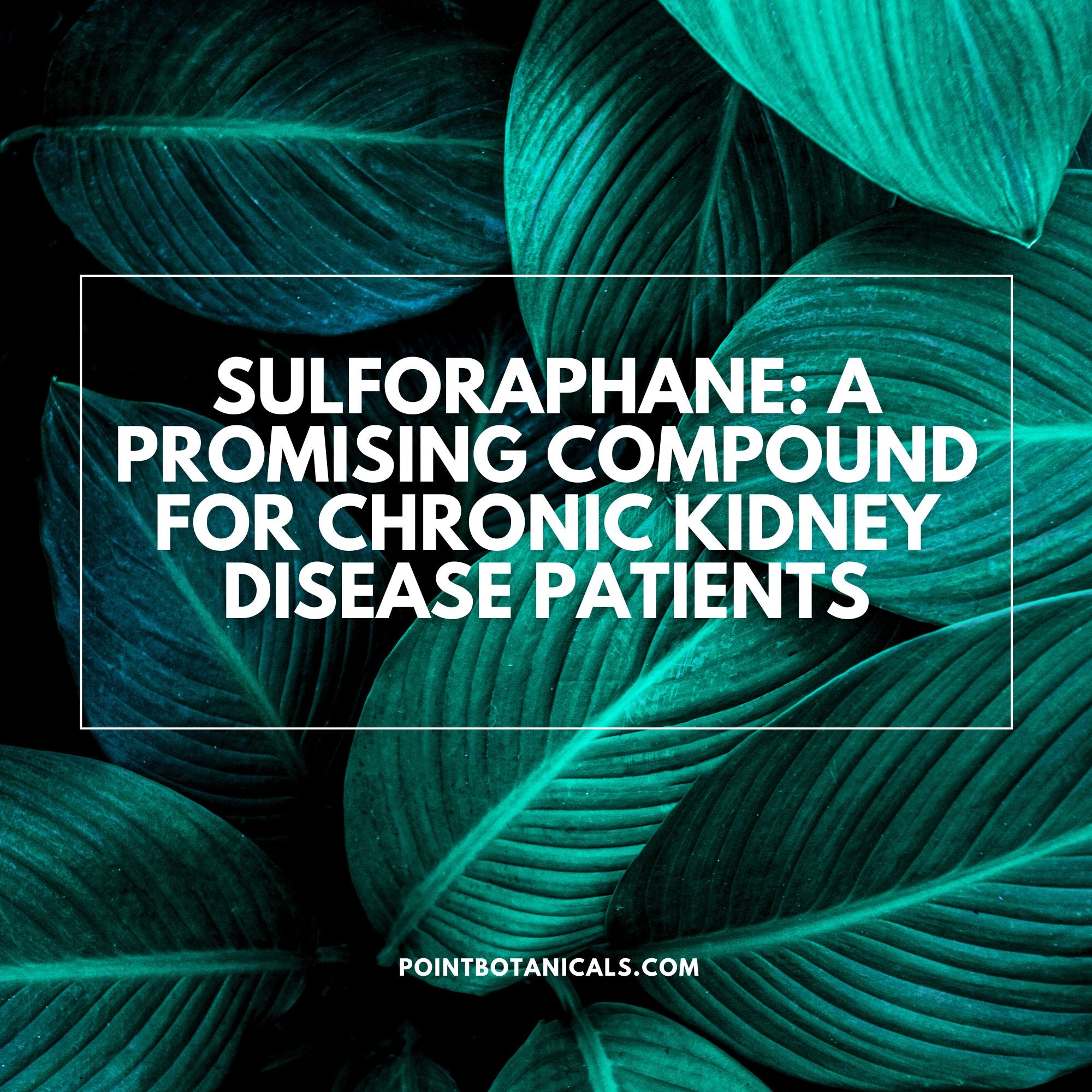 Sulforaphane: A Promising Compound for Chronic Kidney Disease Patients - Point Botanicals