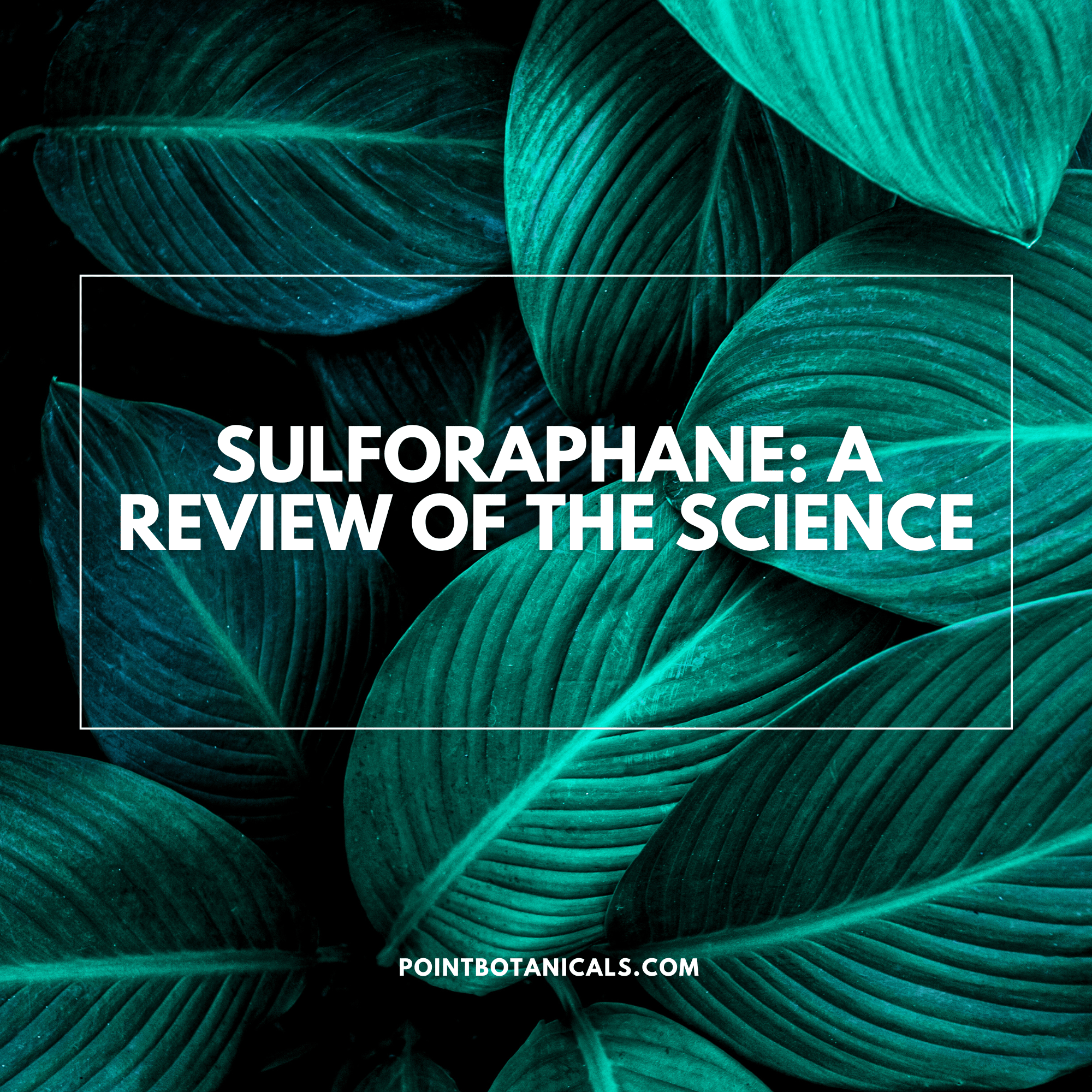 Sulforaphane: A Review Of The Science - Point Botanicals