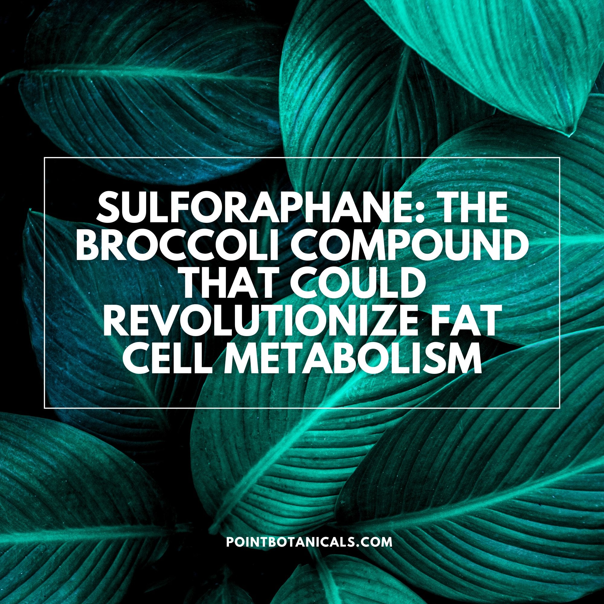 Sulforaphane: The Broccoli Compound That Could Revolutionize Fat Cell Metabolism - Point Botanicals