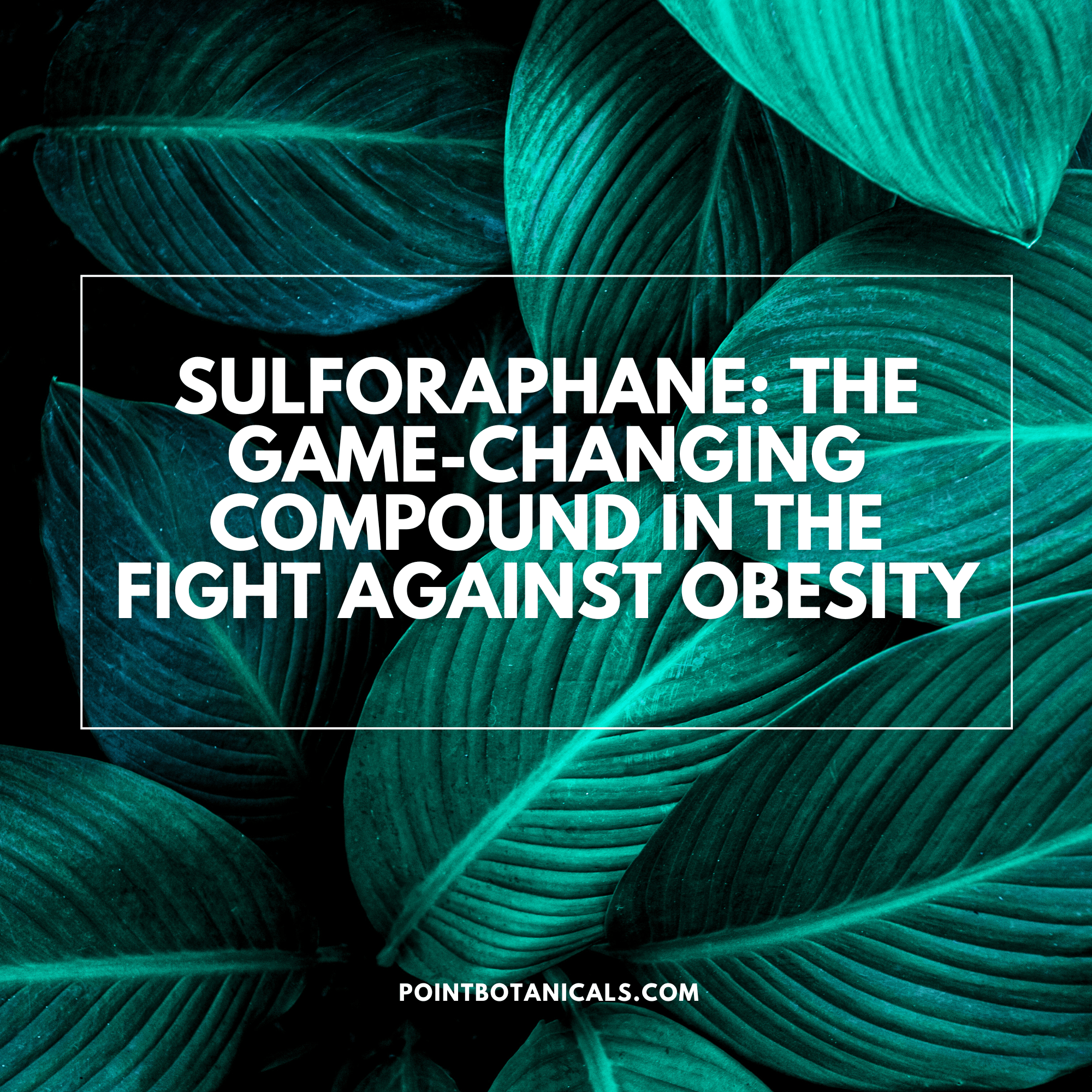 Sulforaphane: The Game-Changing Compound in the Fight Against Obesity - Point Botanicals