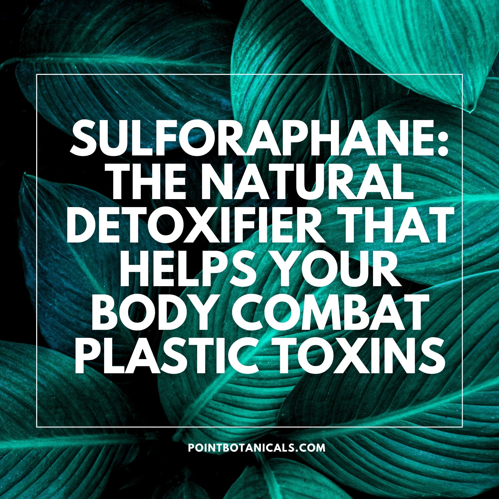 Sulforaphane: The Natural Detoxifier That Helps Your Body Combat Plastic Toxins - Point Botanicals