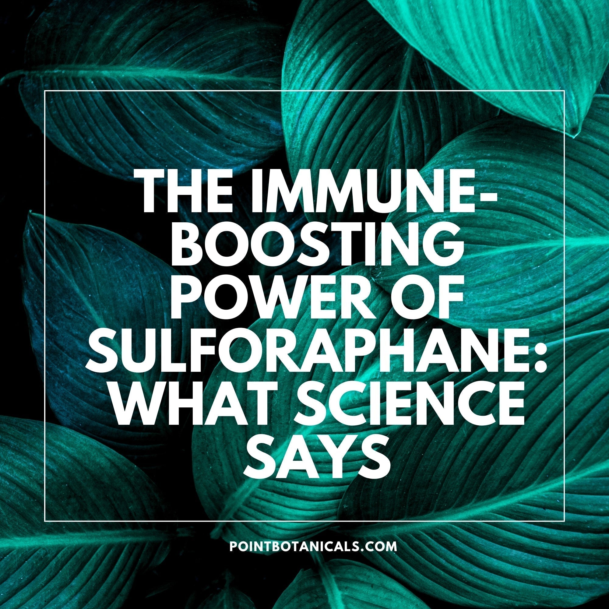 The Immune-Boosting Power of Sulforaphane: What Science Says - Point Botanicals