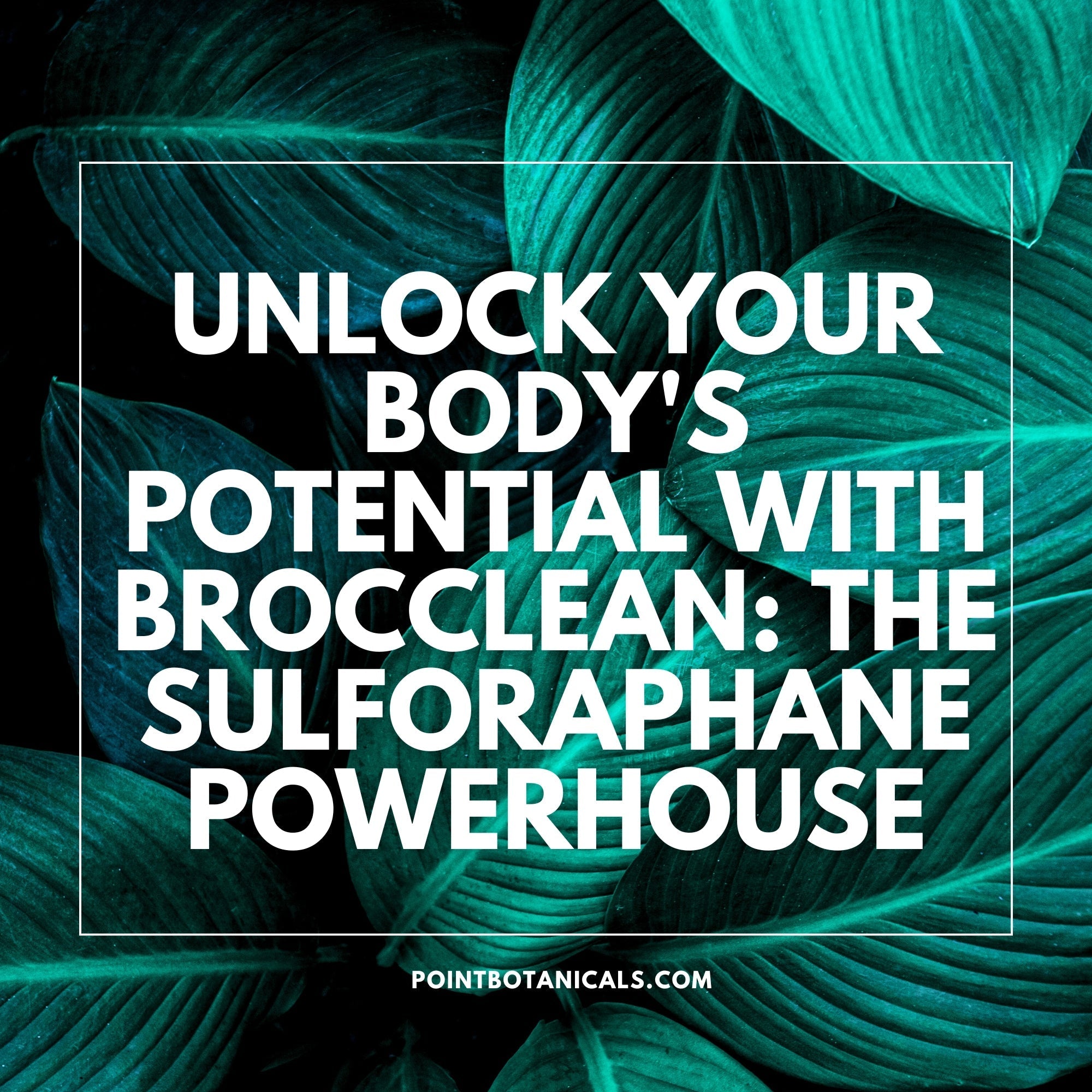 Unlock Your Body's Potential with Brocclean: The Sulforaphane Powerhouse - Point Botanicals