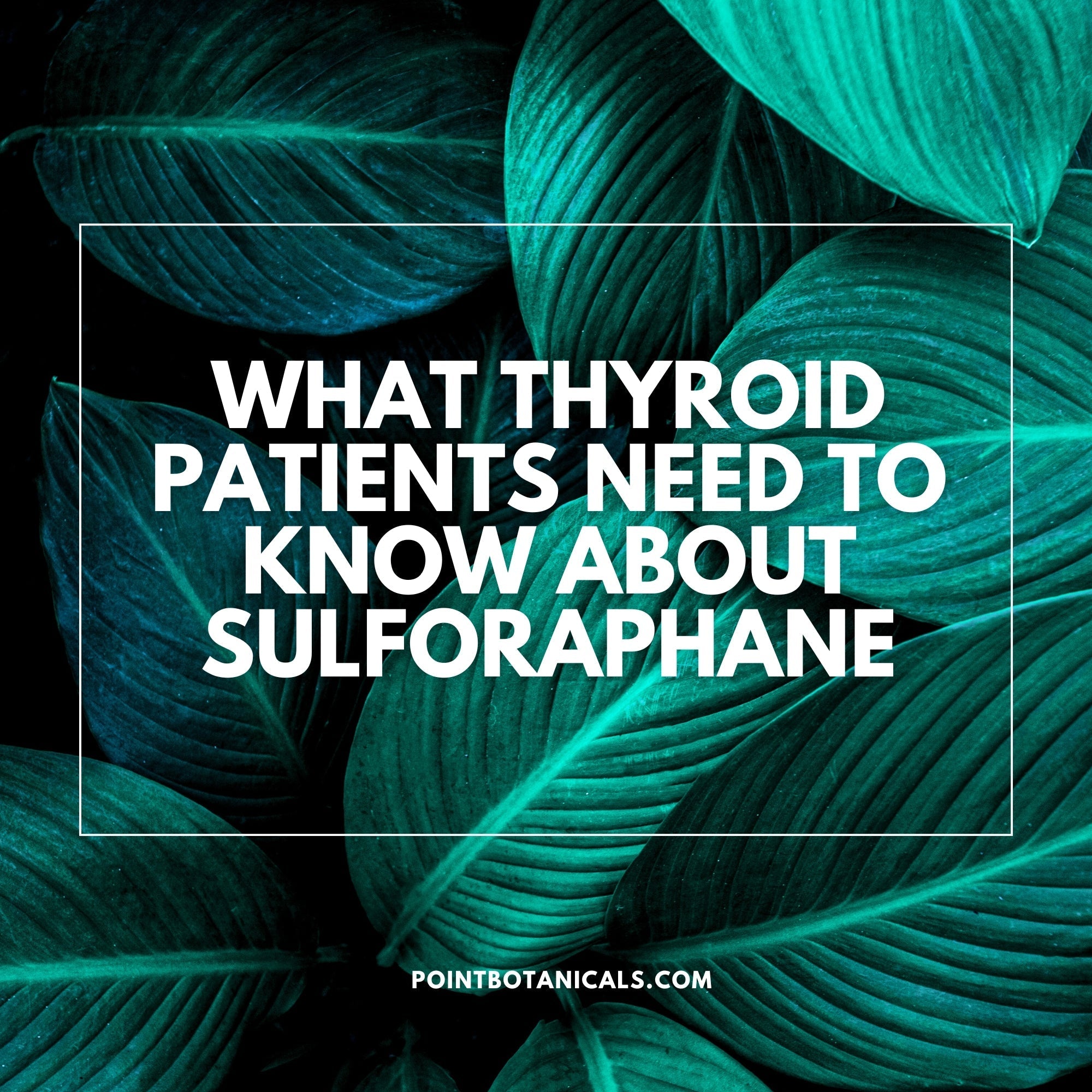 What Thyroid Patients Need to Know About Sulforaphane - Point Botanicals